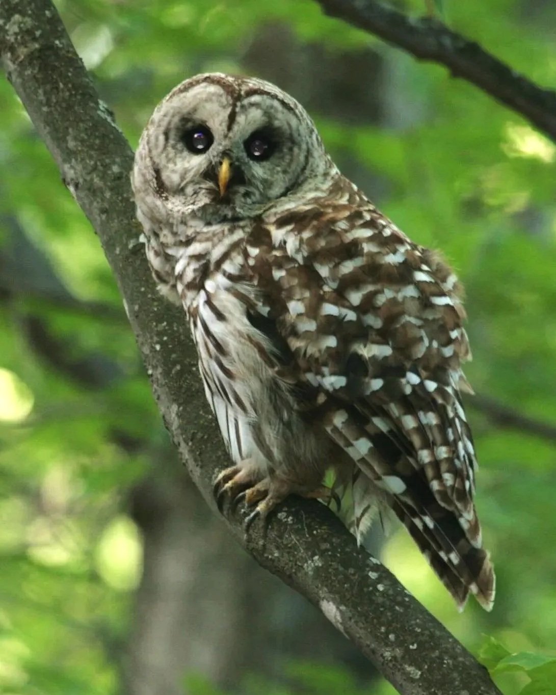 An owl with a bird face sitting on a tree branch in a forested area.