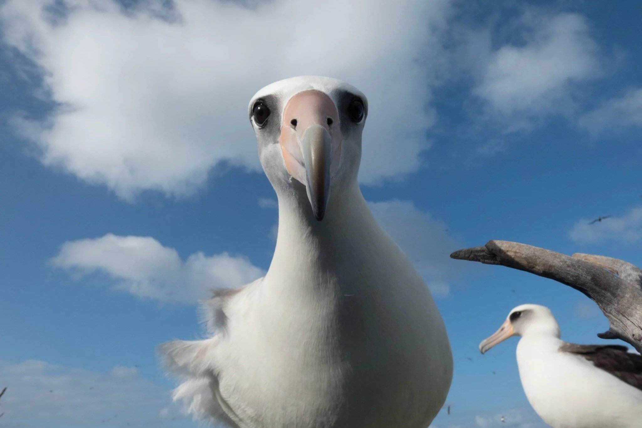 Close-up of a bird's face, appearing to be a pelican, with a blue sky and clouds in the background.